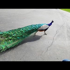 Meet your Posher, Imtiaz